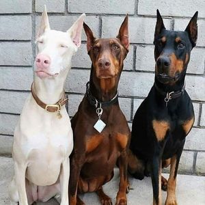 Meet your Posher, Dylan